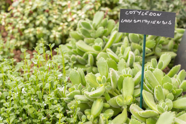 Cotyledon Ladismithiensis in London, England