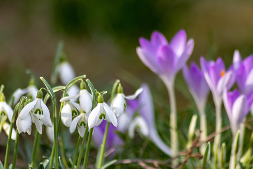 beautiful filled snowdrop flowers in early spring