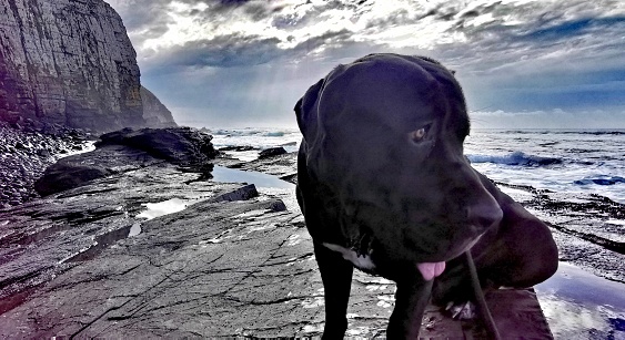 Dog on the Coastline