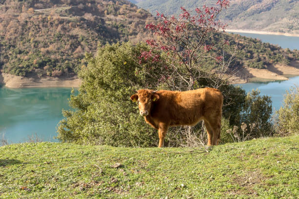 istock The bull grazing in a mountain meadow 1378841584