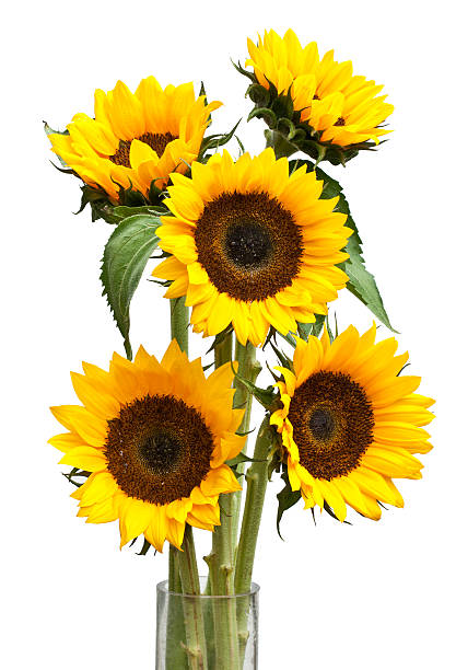 istock Sunflower isolated on white background 137884341