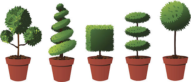 bildbanksillustrationer, clip art samt tecknat material och ikoner med potted topiary collection - buxbom