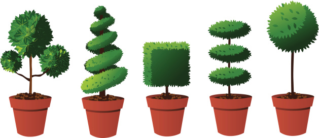 A variety of potted topiary shrubs, trees and herbs, isolated on white.