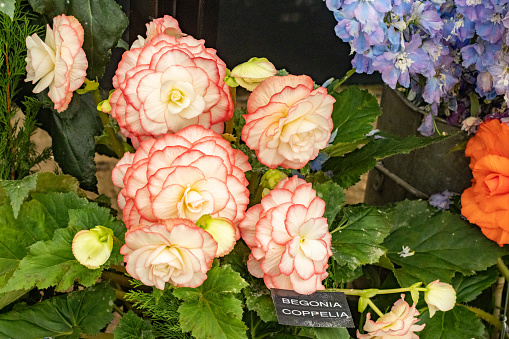 Begonia Coppelia in London, England