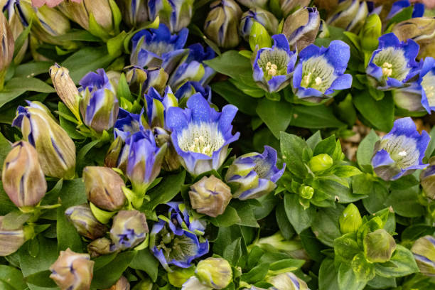 Gentiana scabra in London, England