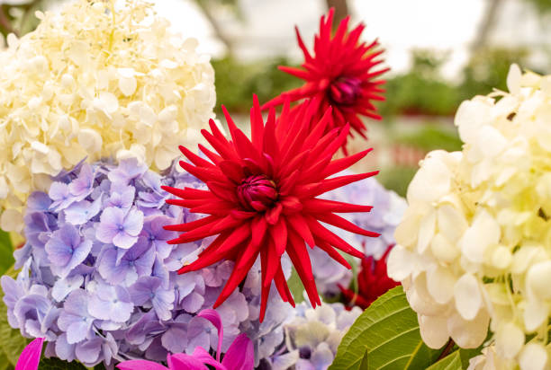 Dahlia ‘Doris Day’ in London, England