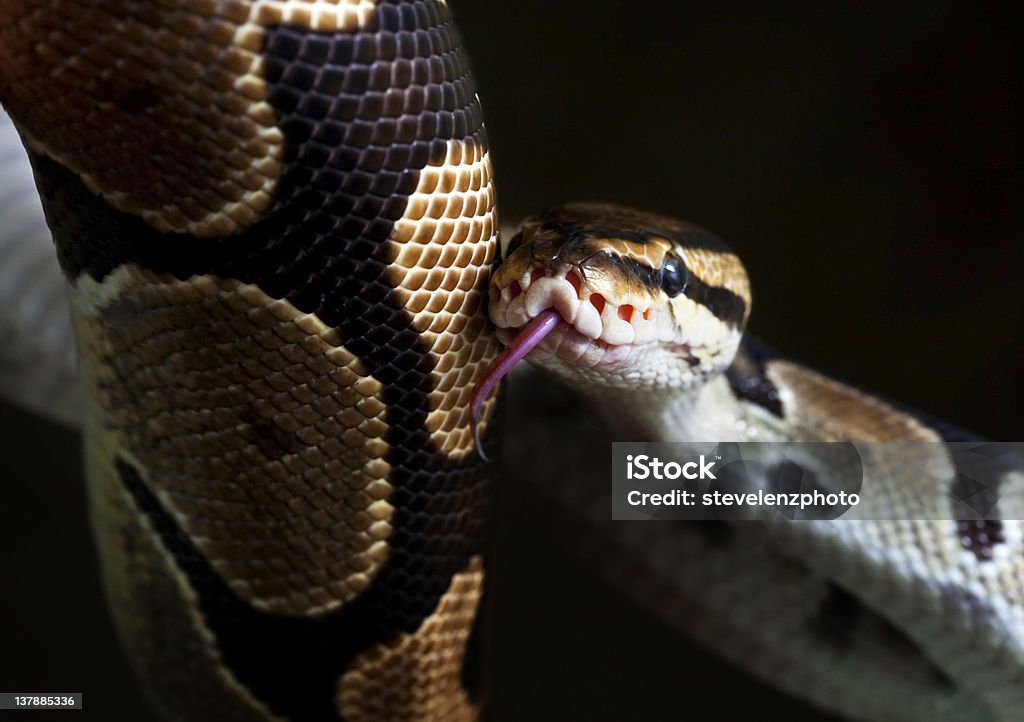 Bally Python Jaw Ball Python Stock Photo - Download Image Now - Animal Mouth, Animal ...