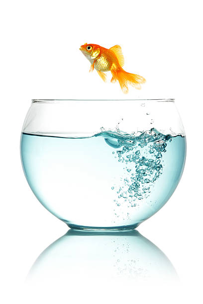istock Goldfish jumping out of fishbowl 137885553