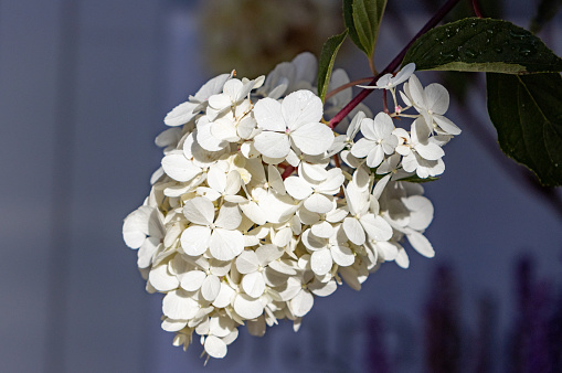 Hydrangea paniculata Vanille Fraise on a stem on sunny day