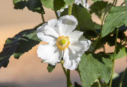 Japanese Anemone × hybrida 'Honorine Jobert' in London, England