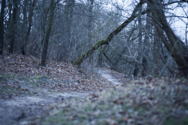 Hiking trail in the mountain forest in winter. Trail for trekking and hiking in the mountains.