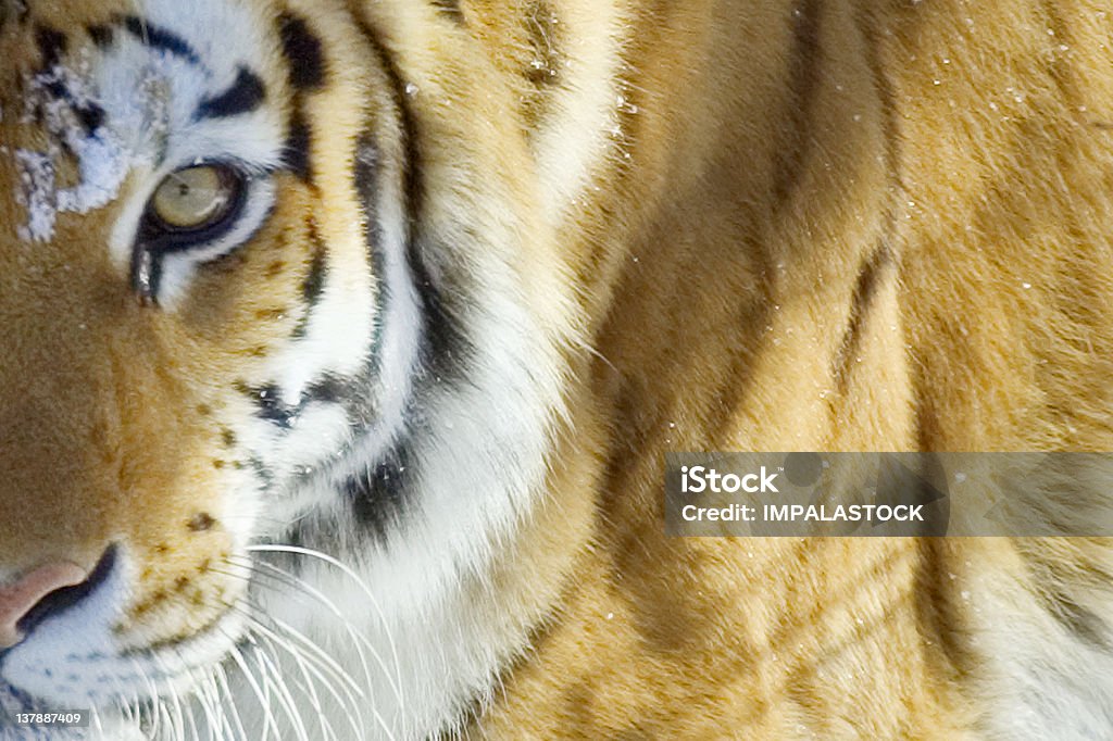 Tigre - Photo de Neige libre de droits