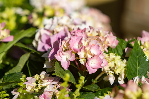 Hydrangea in London, England