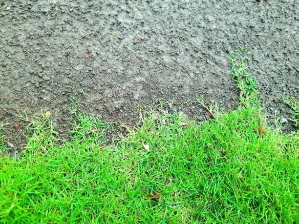 istock a grass and soil look very natural form a beautiful landscape 1378890232