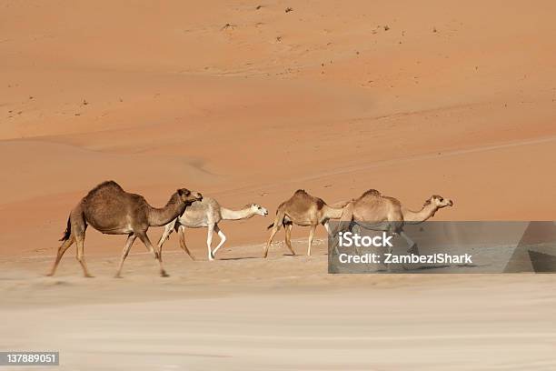 Empty Quarter Camels Stock Photo - Download Image Now - Arabian Peninsula, Arid Climate, Camel