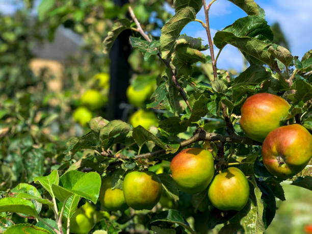 istock Juicy Ripe Apples 1378895629