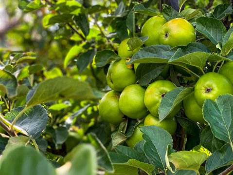 An apple tree growing in an orchard in England. There are green apples on the tree.