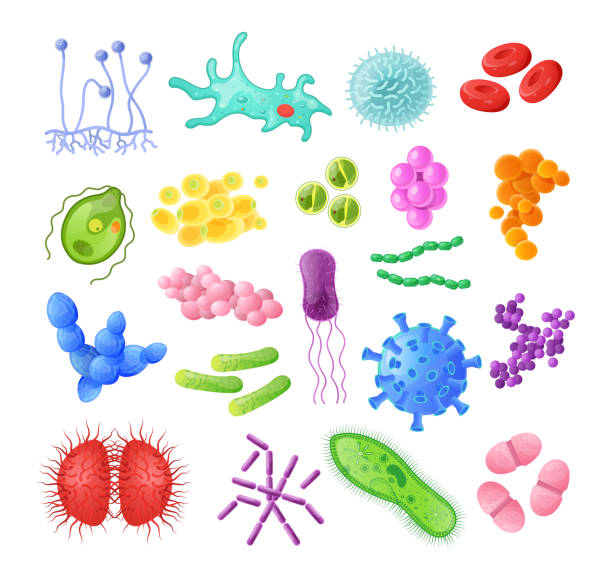mikroorganismen, bakterien, viruszellen, bacillus, krankheitsbakterien und pilzzellen. - pilz stock-grafiken, -clipart, -cartoons und -symbole