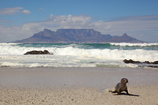 A young Cape Fur Seal (Arctocephalus pusillus) with Table Mountain in the background, Blouberg Beach, Cape Town.