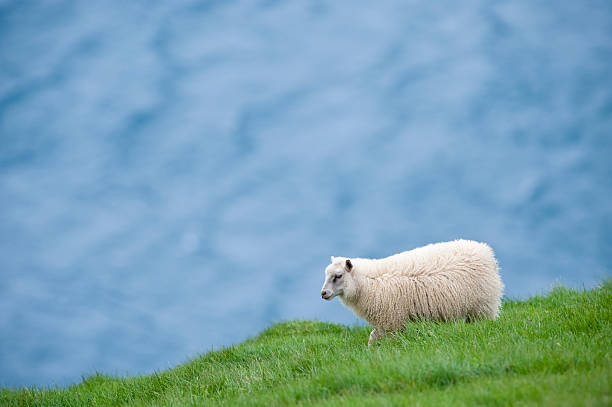 mouton islandais - icelandic sheep photos et images de collection
