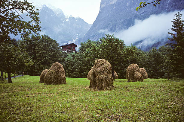 Hay Stacks in the Meadow Dairy farming is a way of life in the Swiss Alps. These hay stacks were photographed on a foggy day in an alpine meadow near Zermat, Valais Canton, Switzerland. jeff goulden agriculture stock pictures, royalty-free photos & images