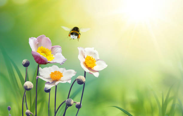 istock Template for creativity — beautiful flowers anemones on meadow and flying bumblebee on light green background. 1378917147