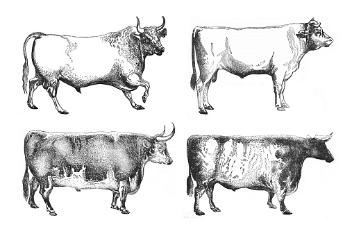 Vintage engraved illustration isolated on white background - Cow bull collection