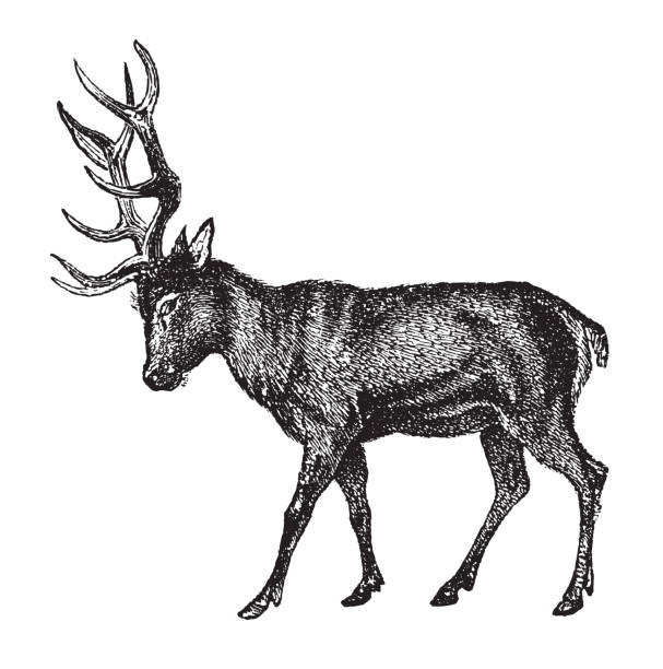 bildbanksillustrationer, clip art samt tecknat material och ikoner med red deer (cervus elaphus) - vintage engraved illustration - allätare