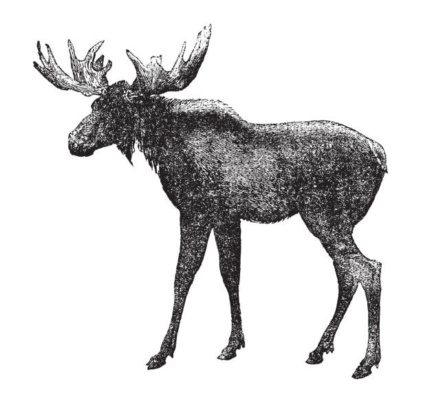 Vintage engraved illustration isolated on white background - Moose or Elk (Alces alces)