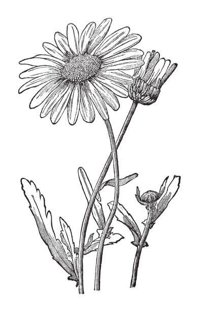 ochsenaugen-gänseblümchen, ochsenaugen-gänseblümchen, hunde-gänseblümchen oder margerite (leucanthemum vulgare) - vintage-gravurillustration - wildflower botanical garden botany flower stock-grafiken, -clipart, -cartoons und -symbole