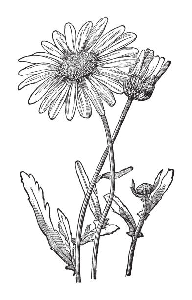 350+ Oxeye Daisy Stock Illustrations, Royalty-Free Vector Graphics ...