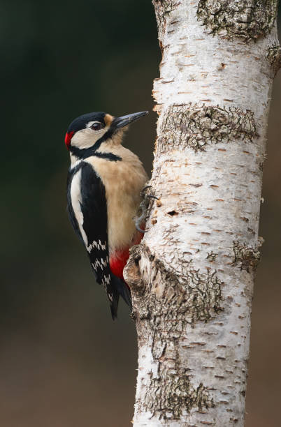 istock Male great-spotted woodpecker 1378921977