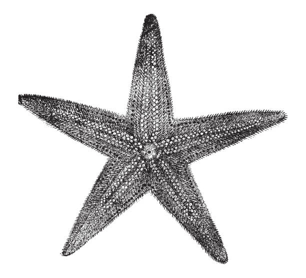 illustrations, cliparts, dessins animés et icônes de étoile de mer ou étoile de mer - illustration gravée vintage - etching starfish engraving engraved image