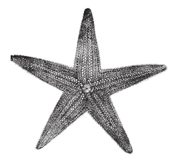 ilustrações de stock, clip art, desenhos animados e ícones de starfish or sea star - vintage engraved illustration - etching starfish engraving engraved image