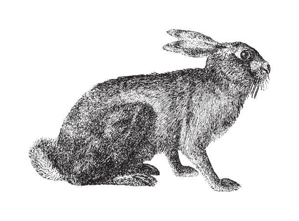 ilustrações de stock, clip art, desenhos animados e ícones de basic rgb - rabbit hunting