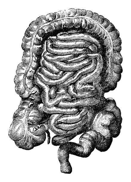 illustrazioni stock, clip art, cartoni animati e icone di tendenza di intestino umano e apparato digerente - illustrazione vintage incisa - anatomical model immagine