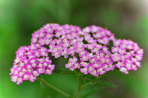 istock Achillea sibirica ssp 1378925658