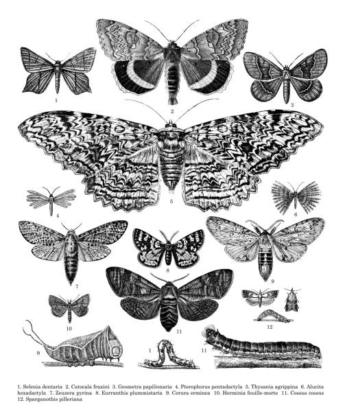 Moth collection with names - vintage engraved illustration Vintage engraved illustration isolated on white background - Moth collection: 1. Selenia dentaria  2. Catocala fraxini  3. Geometra papilionaria  4. Pterophorus pentadactyla  5. Thysania agrippina  6. Alucita hexadactyla  7. Zeuzera pyrina  8. Eurranthis plummistaria  9. Cerura erminea  10. Herminia feuille-morte  11. Cossus cossus 12. Sparganothis pilleriana decorative art stock illustrations