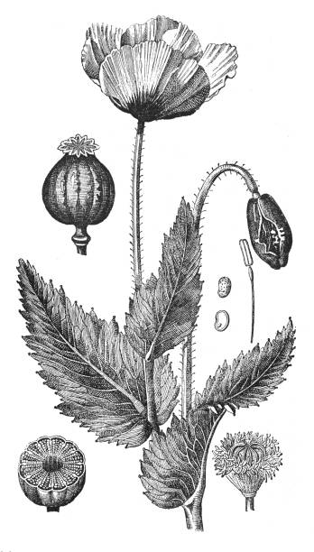 illustrations, cliparts, dessins animés et icônes de pavot à opium ou pavot à pain (papaver somniferum) - illustration gravée vintage - poppy seed illustrations
