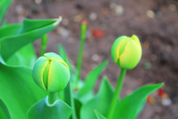 istock Blooming tulips in the garden. Close-up. Background. Texture. 1378928272