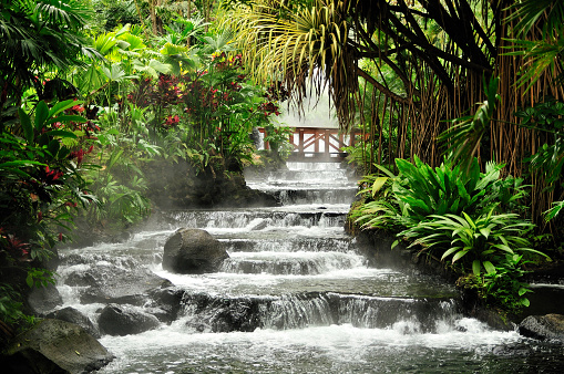 A tranquil rainforest scene with a river and walking bridge. Adobe RGB color profile.