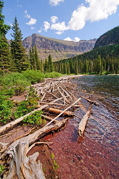 istock Deadwood on an Alpine Lake 137893571