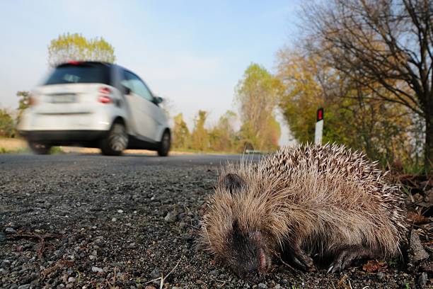European Hedgehog (Erinaceus europaeus) killed by road