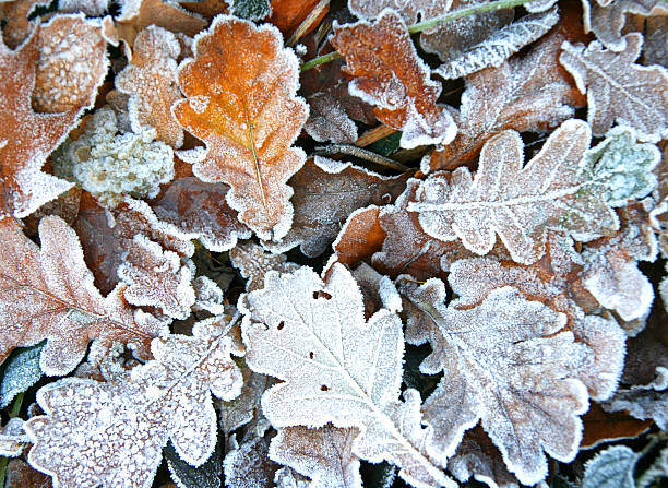 istock Autumn frozen leaves close up 137893805