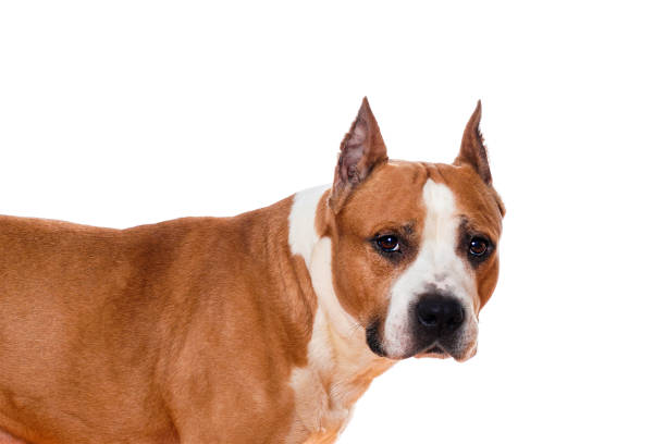 cão lutando raça staffordshire terrier cor marrom isolado em fundo branco - dog head shot - fotografias e filmes do acervo