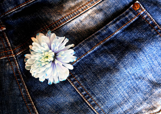 A pair of jeans with the fly opened and clipping path.