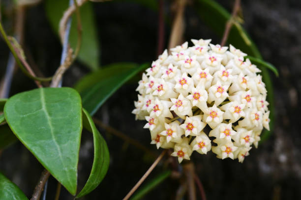 70+ Hoya Flower Stock Photos, Pictures & Royalty-Free Images - iStock