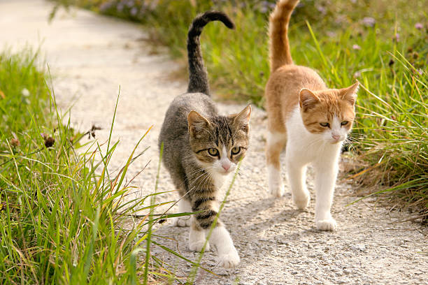 basques, c'est parti&nbsp;! - domestic cat ginger two animals kitten photos et images de collection