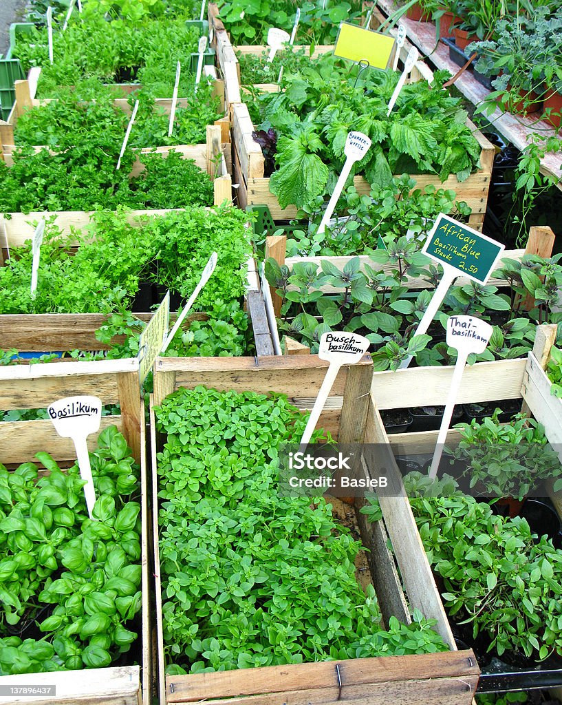 Kräuter für den Garten - Lizenzfrei Hausgarten Stock-Foto