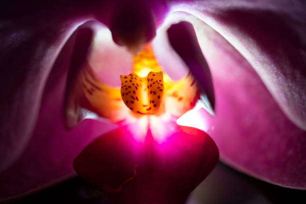 istock Macro of Pink Orchid 1378965587